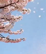  蓝天背景下盛开的樱花4460#竖屏 	 