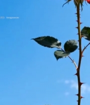  蓝天下绽放的红玫瑰5771#竖屏 	 