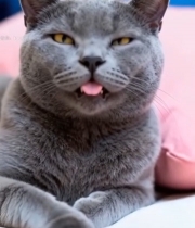  蓝猫吐舌眯眼特写5667#竖屏 	 