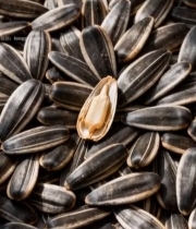  葵花籽微距特写素材4885#竖屏 	 