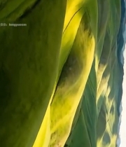  空中俯瞰绿色山丘自然风光7139#竖屏 	 