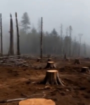  砍伐后的森林树桩场景6242#竖屏 	 