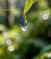  蕨类植物叶片上的水滴特写7619#竖屏 	 