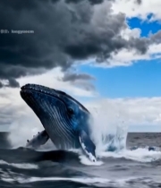  鲸鱼跃出海面场景1019#竖屏 	 