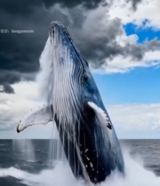  鲸鱼跃出海面的自然景象5657#竖屏 	 