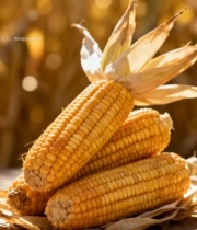  金黄玉米棒特写5007#竖屏 	 