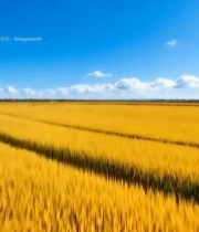  金黄稻田蓝天白云田园风光4184#竖屏 	 