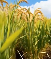  金黄稻穗蓝天白云下的稻田3592#竖屏 	 