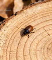  甲虫在树桩上爬行特写1933#竖屏 	 