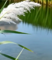  河边芦苇特写4060#竖屏 	 