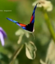  蝴蝶停留在紫色花朵上2531#竖屏 	 