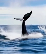  虎鲸跃出海面瞬间2777#竖屏 	 