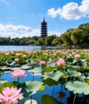  湖畔荷花与古塔风景2579#竖屏 	 