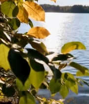  湖畔秋景树叶阳光5420#竖屏 	 