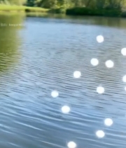  湖畔狗尾草与波光粼粼景象3660#竖屏 	 