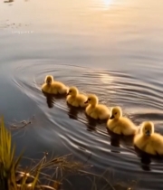  湖面小鸭子游泳画面395#竖屏 	 