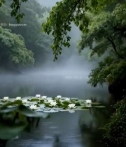  湖面睡莲与雾中树林景观6863#竖屏 	 