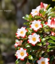  红白相间山茶花特写5451#竖屏 	 