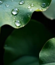  荷叶上的晶莹水珠299#竖屏 	 