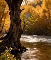  河畔老树阳光风景6623#竖屏 	 