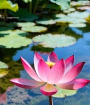  荷塘粉色荷花与荷叶景观(1)6216#竖屏 	 