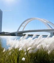  河畔芦苇与拱形桥风景2345#竖屏 	 