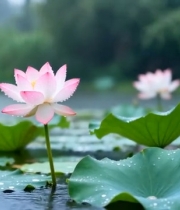  荷塘中绽放的粉色荷花(1)5357#竖屏 	 