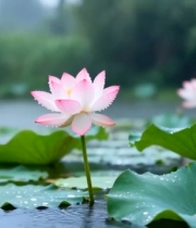  荷塘中绽放的粉色荷花(1)5357#竖屏 	 