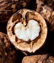  核桃特写素材(1)2393#竖屏 	 