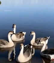  湖面上的大雁群游素材7224#竖屏 	 