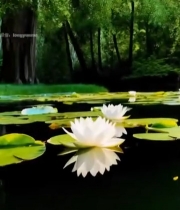  湖面白莲花与荷叶自然风光1460#竖屏 	 