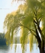  湖边垂柳春日景象(1)3742#竖屏 	 