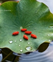  荷叶上的枸杞与水珠特写2541#竖屏 	 