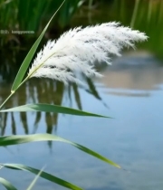  河边芦苇特写4060#竖屏 	 