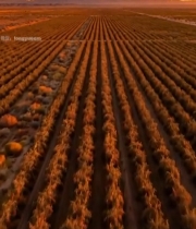  航拍夕阳下的整齐农田4544#竖屏 	 