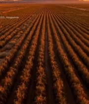  航拍田野夕阳下的农田景观242#竖屏 	 