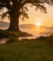  河畔大树日出自然风光(1)5450#竖屏 	 
