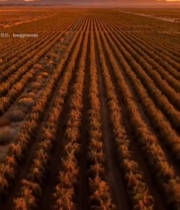  航拍田野夕阳下的农田景观242#竖屏 	 