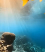  海洋中小鱼群游动画面3278#竖屏 	 