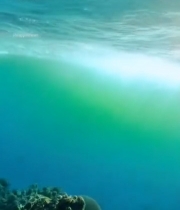  海洋中鱼群游动景象1695#竖屏 	 