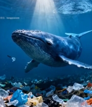  海洋中鲸鱼与塑料垃圾4701#竖屏 	 