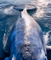  海中鲸鱼特写素材3837#竖屏 	 