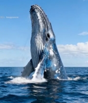  海中鲸鱼跃出水面948#竖屏 	 