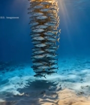  海洋中鱼群聚集的景象4144#竖屏 	 