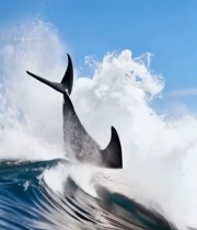  海中跃起的虎鲸特写1575#竖屏 	 