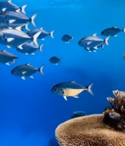  海洋中鱼群游动画面80#竖屏 	 