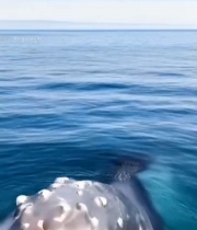  海洋中鲸鱼跃出水面场景6367#竖屏 	 