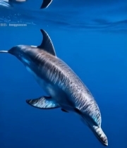  海洋中游泳的海豚(2)7890#竖屏 	 