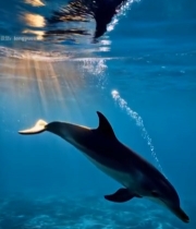  海中游泳的海豚1844#竖屏 	 