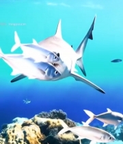  海洋中鲨鱼与鱼群的景象1094#竖屏 	 
